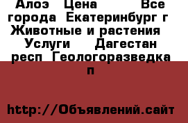 Алоэ › Цена ­ 150 - Все города, Екатеринбург г. Животные и растения » Услуги   . Дагестан респ.,Геологоразведка п.